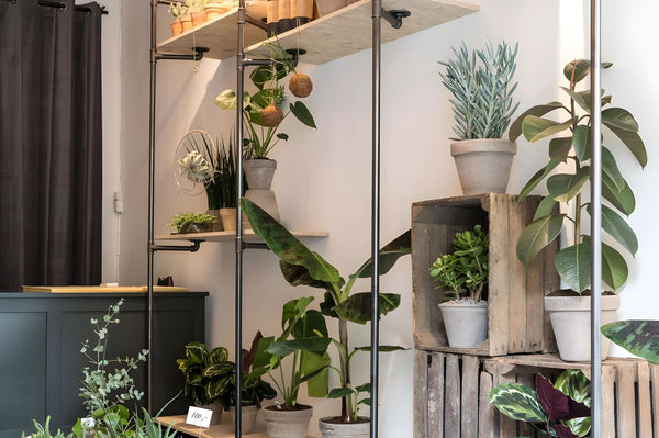 Bloom plant boutique